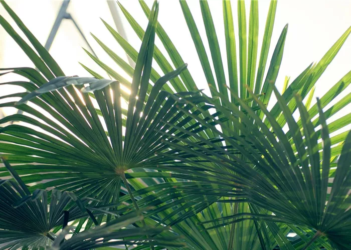 Leihpflazen Leihpflazen