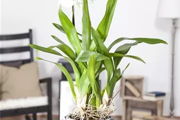 Die Königin der Zimmerpflanzen – Orchideen allgemein Die Königin der Zimmerpflanzen – Orchideen allgemein