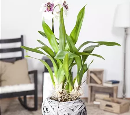 Die Königin der Zimmerpflanzen – Orchideen allgemein