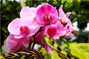 DSCHUNGELWOCHEN mit großer Orchideenschau DSCHUNGELWOCHEN mit großer Orchideenschau