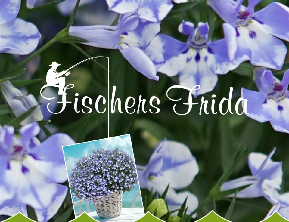 Pflanze des Jahres im Norden_Fischers Frida_Lobelie_ und_Schriftzug.jpg