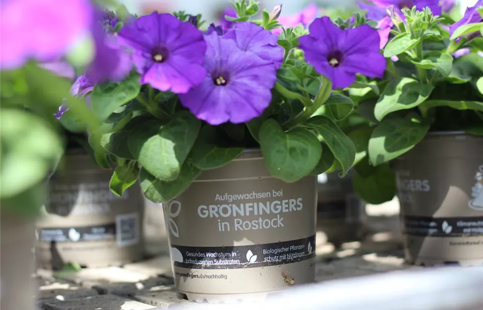 Sommerblume_Grönitopf.JPG