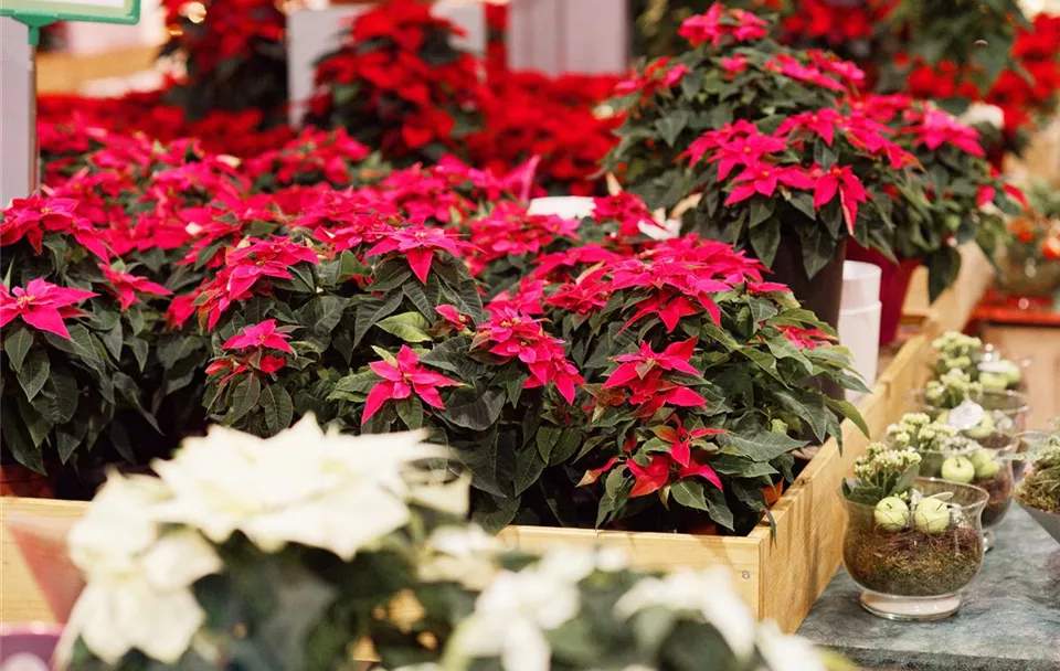 Winter_Weihnachten_Abteilung_Bildart_Pflanze_8299_high.jpg Winter_Weihnachten_Abteilung_Bildart_Pflanze_8299_high.jpg