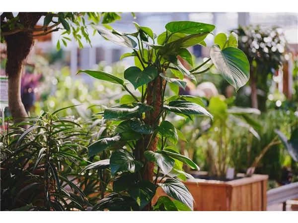 Saisonkraft (w/m/d) Abteilung Gemüse- oder Zimmerpflanzen