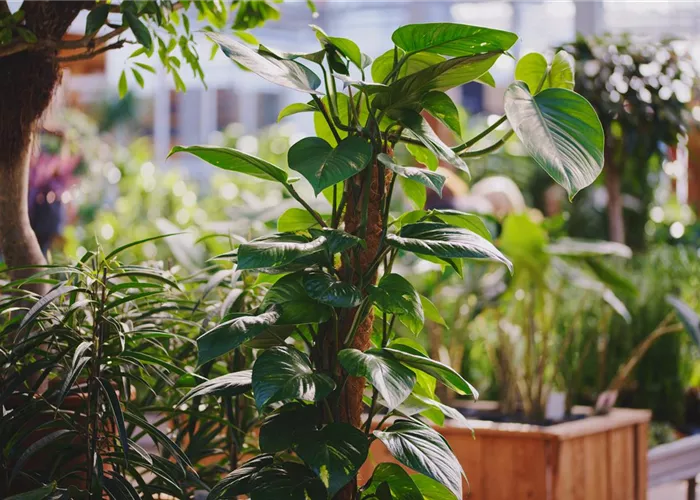 Saisonkraft (w/m/d) Abteilung Gemüse- oder Zimmerpflanzen