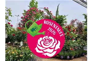 Rosenfest mit ROSENTAUFE
