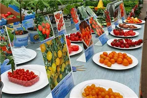 GRÖNIS BERATERTAGE: Tomatenverkostung und Bodentestaktion