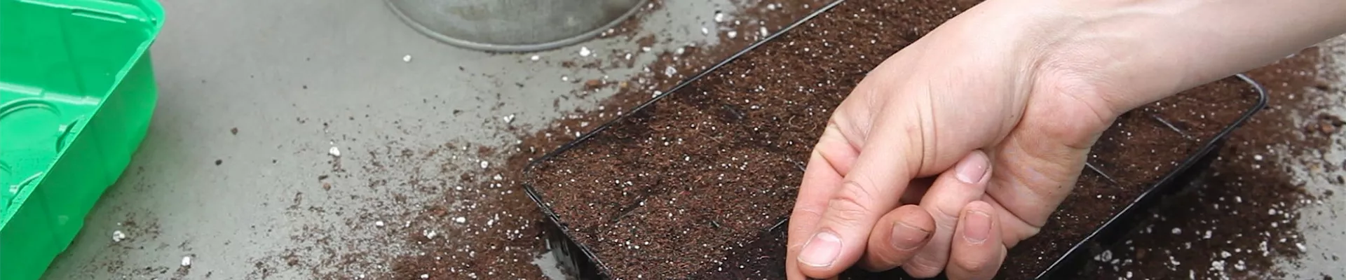 Bohnenkraut - Aussäen von Samen (thumbnail).jpg