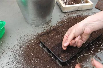 Bohnenkraut - Aussäen von Samen