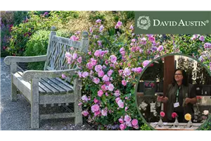 Gartengestaltung mit Englischen David Austin® Rosen und Begleitpflanzen