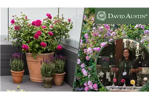 Urban Gardening mit David Austin® Rosen