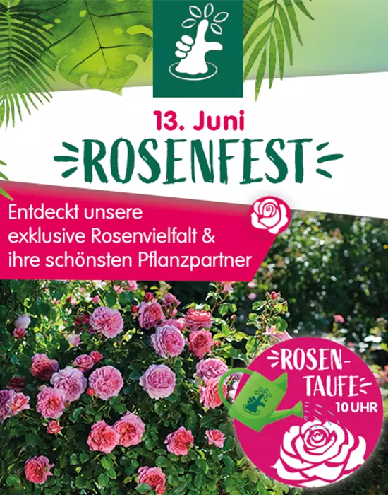 portugiesischer kirschlorbeer wachstum beschleunigen Portugiesischer Kirschlorbeer Angustifolia Höhe 200-220 cm Ballenware