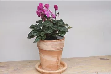 Alpenveilchen - Einpflanzen in ein Gefäß Alpenveilchen - Einpflanzen in ein Gefäß