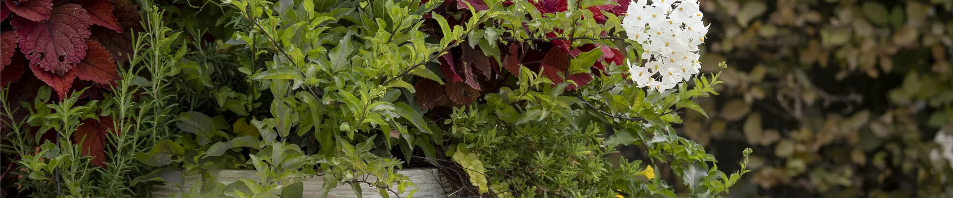 GS588939.jpg GS588939.jpg