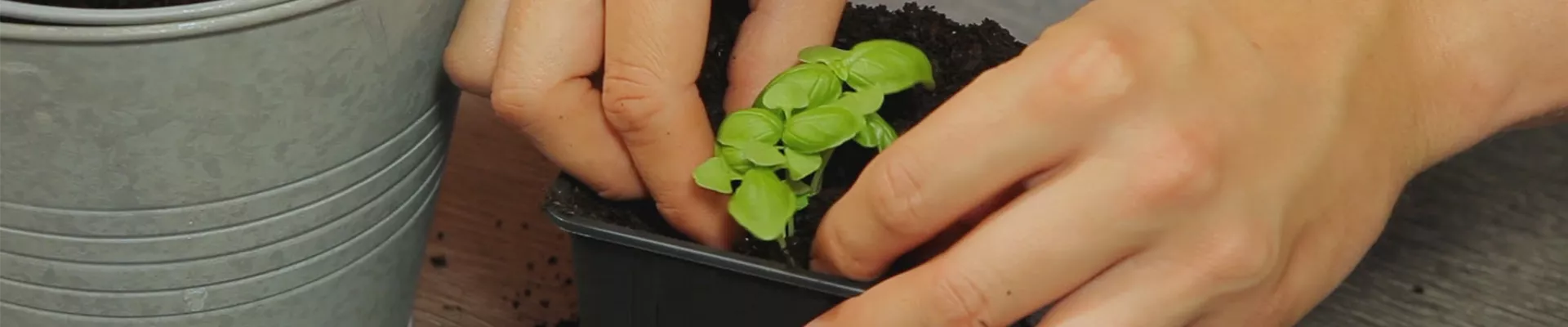 Basilikum - Umtopfen der Anzucht (thumbnail).jpg Basilikum - Umtopfen der Anzucht (thumbnail).jpg