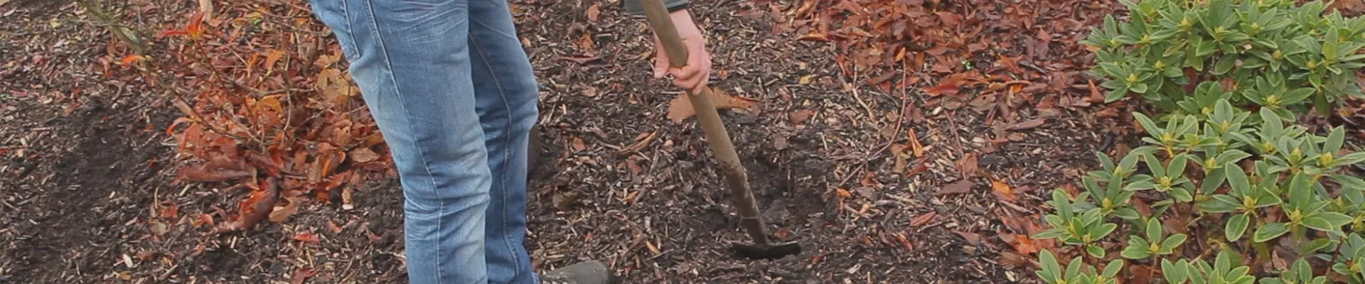 Rhododendron - Einpflanzen im Garten (thumbnail).jpg Rhododendron - Einpflanzen im Garten (thumbnail).jpg
