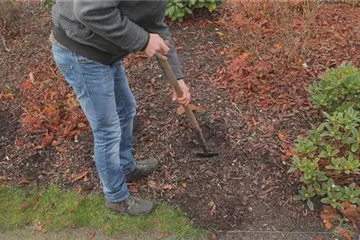 Rhododendron - Einpflanzen im Garten Rhododendron - Einpflanzen im Garten