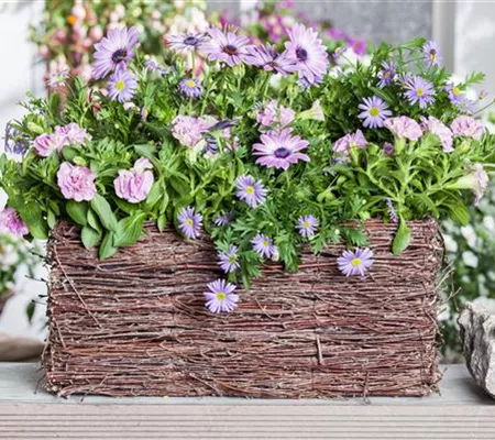 Blumenzwiebeln bringen Farbe in die Balkonkästen