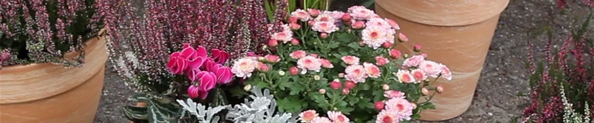 Blumenkübel - Bepflanzung für den Herbst (Anleitung - 7).jpg