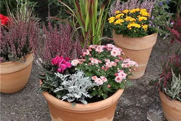 Der schöne Balkonkasten im Herbst: es muss nicht immer grau in grau sein! Der schöne Balkonkasten im Herbst: es muss nicht immer grau in grau sein!