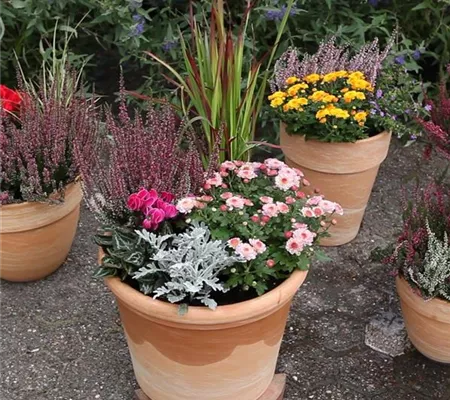 Blumenkübel - Bepflanzung für den Herbst Blumenkübel - Bepflanzung für den Herbst