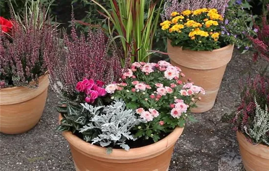 Der schöne Balkonkasten im Herbst: es muss nicht immer grau in grau sein! Der schöne Balkonkasten im Herbst: es muss nicht immer grau in grau sein!