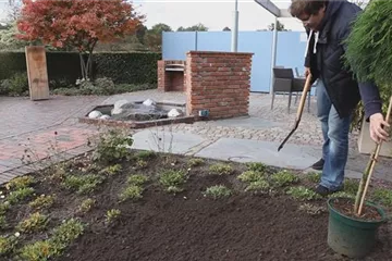 Fadenzypresse - Einpflanzen im Garten