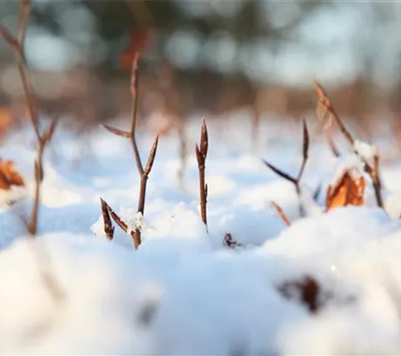 Den Garten winterfest machen Den Garten winterfest machen