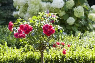 Pflanzpartner für Hortensien – Ideen für den Garten