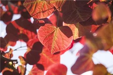 Igelheim, Dünger und Co.: überschüssiges Laub sinnvoll einsetzen Igelheim, Dünger und Co.: überschüssiges Laub sinnvoll einsetzen