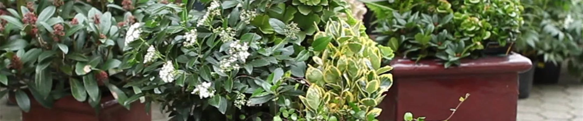 Blumenkübel - Dauerhafte Bepflanzung (Anleitung - 8).jpg