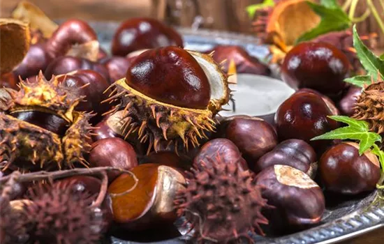 Die Haustür als Visitenkarte – Ideen für die herbstliche Dekoration Die Haustür als Visitenkarte – Ideen für die herbstliche Dekoration