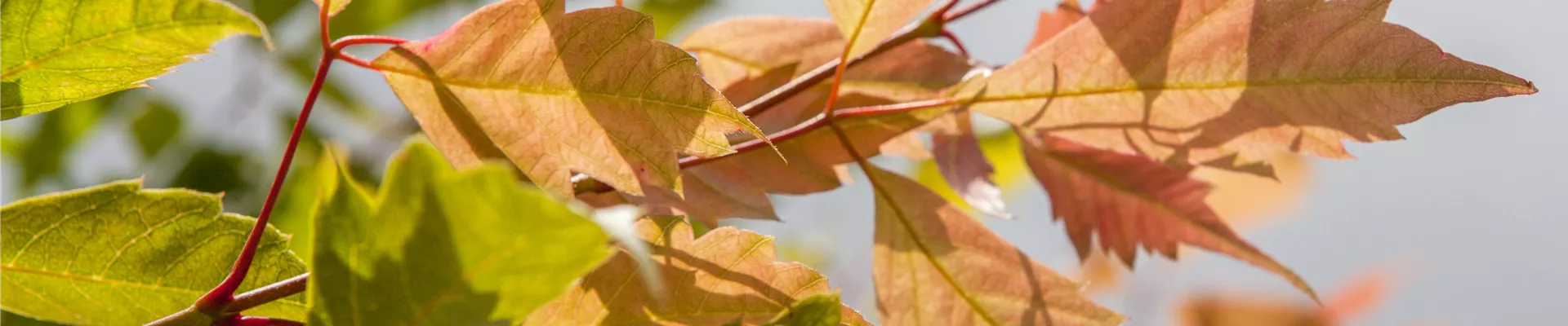 GS410500.jpg GS410500.jpg