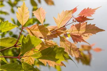 Der herbstliche Garten schön in Form Der herbstliche Garten schön in Form