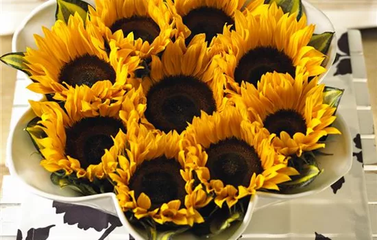 Der goldene Herbst wird bunt: die Top 8 der Herbstblumen Der goldene Herbst wird bunt: die Top 8 der Herbstblumen