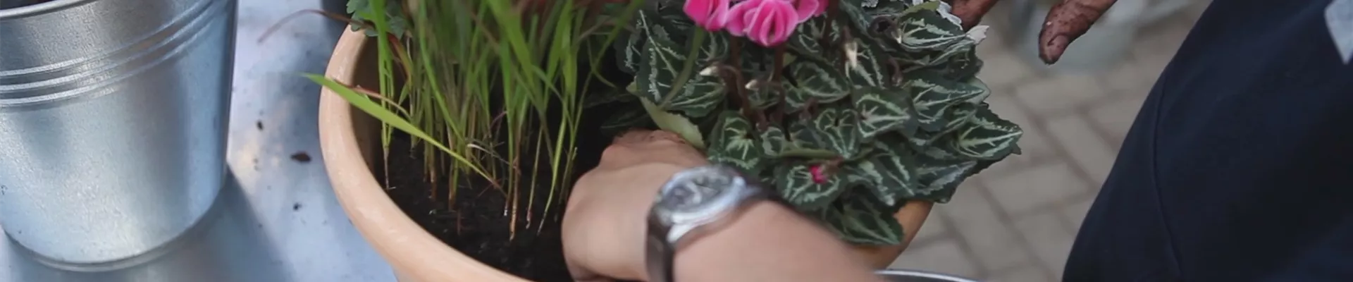 Blumenkübel - Bepflanzung für den Herbst (thumbnail).jpg Blumenkübel - Bepflanzung für den Herbst (thumbnail).jpg