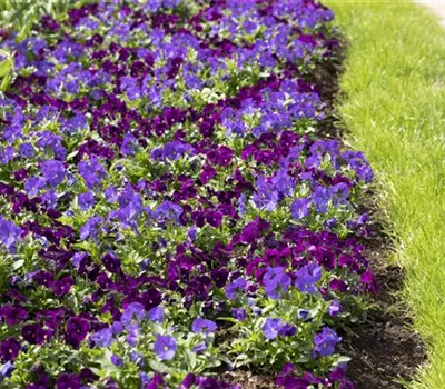 Klimazonen im Garten schaffen Klimazonen im Garten schaffen