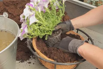 Hanging Basket - Bepflanzen