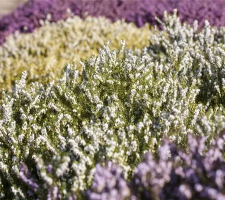 Der Heidegarten: Erholung und Idylle für Zuhause