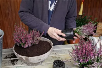 Knospenheide - Einpflanzen in ein Gefäß Knospenheide - Einpflanzen in ein Gefäß