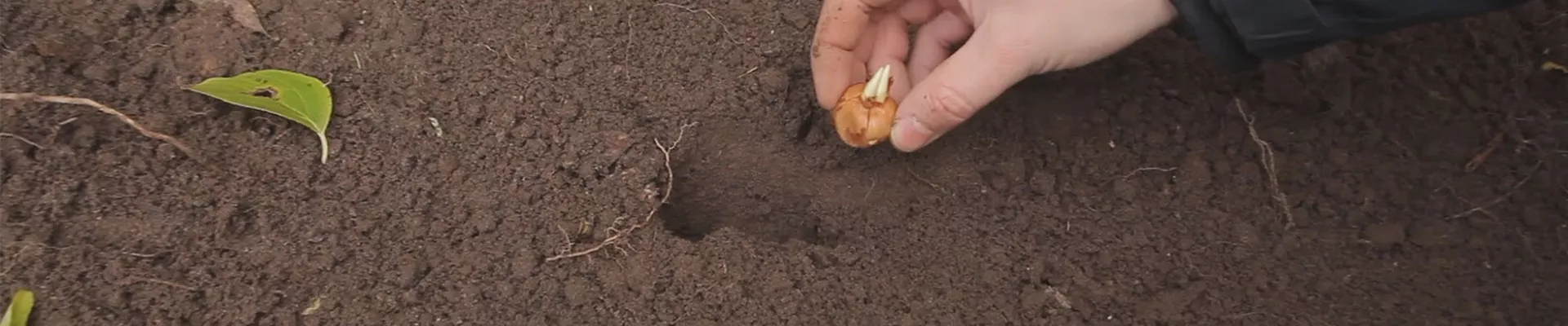 Krokus - Knollen einpflanzen(thumbnail).jpg Krokus - Knollen einpflanzen(thumbnail).jpg