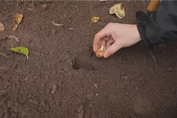 Krokusse - Knollen einpflanzen Krokusse - Knollen einpflanzen
