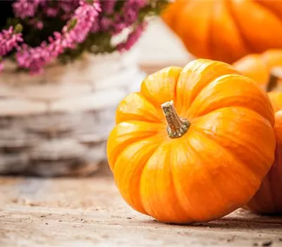Der Nutzgarten: Selbstbedienung im eigenen Beet Der Nutzgarten: Selbstbedienung im eigenen Beet