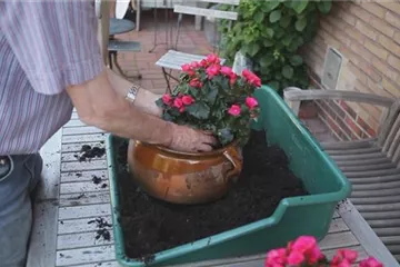 Blumenkübel - Bepflanzen mit mehreren Sommerblumen