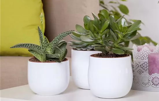 Aloe Vera - die Pflanze, die schön macht Aloe Vera - die Pflanze, die schön macht